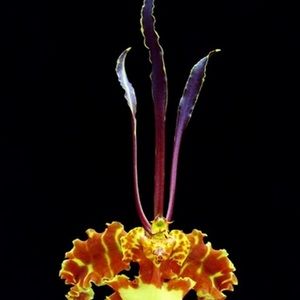 Meet your Posher, Ann